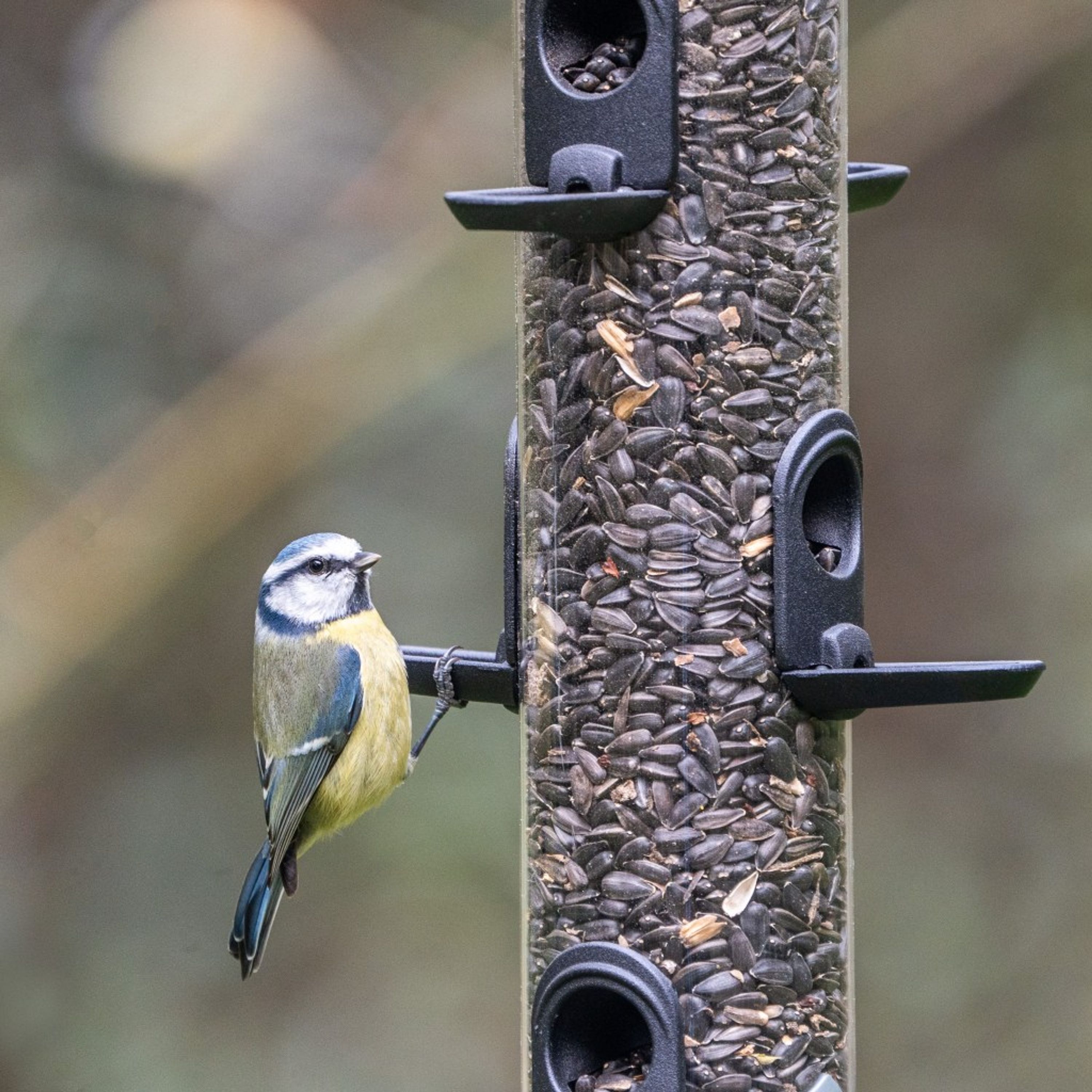 Green+ Schwarze Sonnenblumenkerne - 2,5 kg (biologischer Anbau) | Vogelfutter | CJ Wildlife